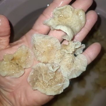 椴木羊肚耳单片无根羊肚耳产地直发吊袋羊肚耳沙耳菌珍珠菌