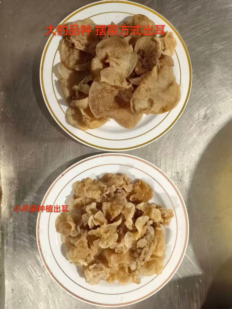 椴木羊肚耳单片无根羊肚耳产地直发吊袋羊肚耳沙耳菌珍珠菌