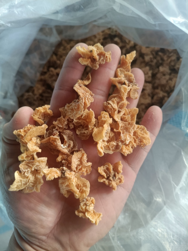 椴木羊肚耳单片无根羊肚耳产地直发吊袋羊肚耳沙耳菌珍珠菌