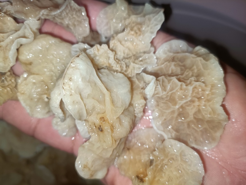椴木羊肚耳单片无根羊肚耳产地直发吊袋羊肚耳沙耳菌珍珠菌