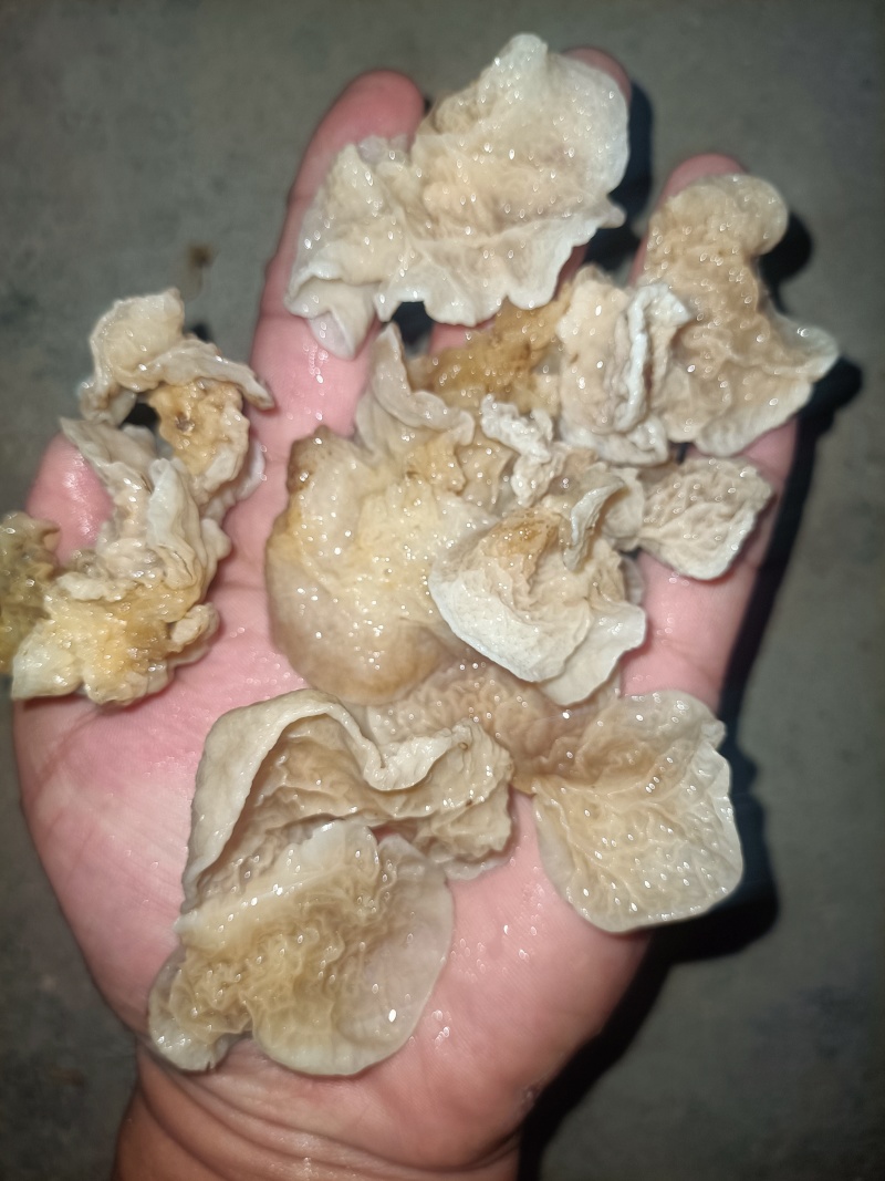 椴木羊肚耳单片无根羊肚耳产地直发吊袋羊肚耳沙耳菌珍珠菌
