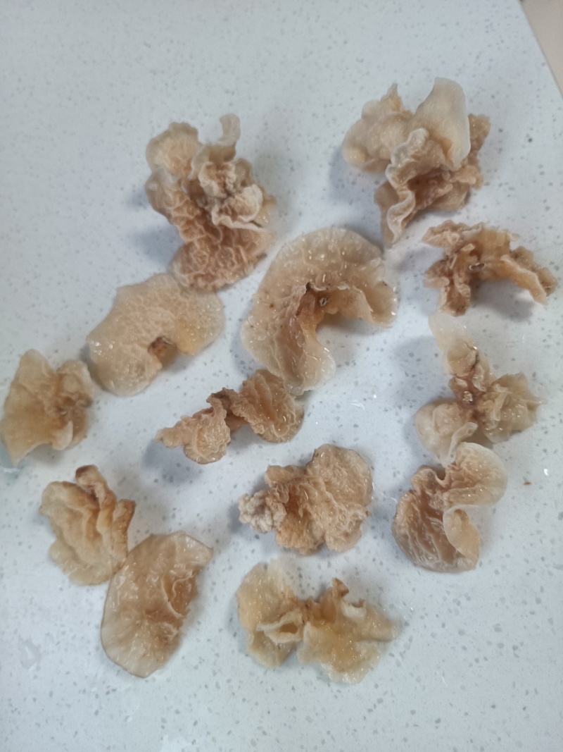 椴木羊肚耳单片无根羊肚耳产地直发吊袋羊肚耳沙耳菌珍珠菌