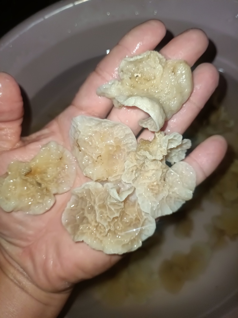 椴木羊肚耳单片无根羊肚耳产地直发吊袋羊肚耳沙耳菌珍珠菌