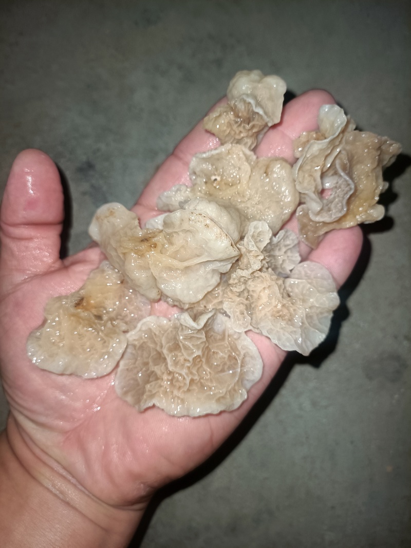 椴木羊肚耳单片无根羊肚耳产地直发吊袋羊肚耳沙耳菌珍珠菌