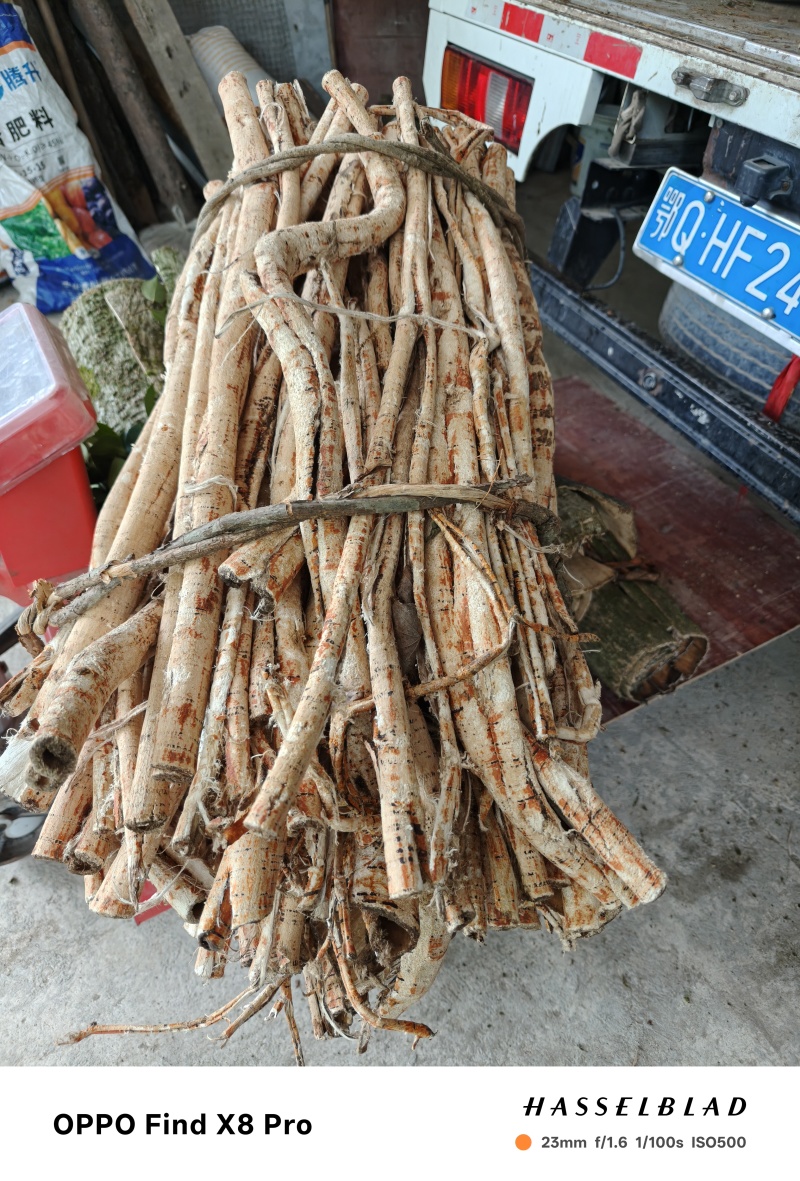 湖北恩施市咸丰县的白桑皮，全干无毒霉，需要的新老客订购