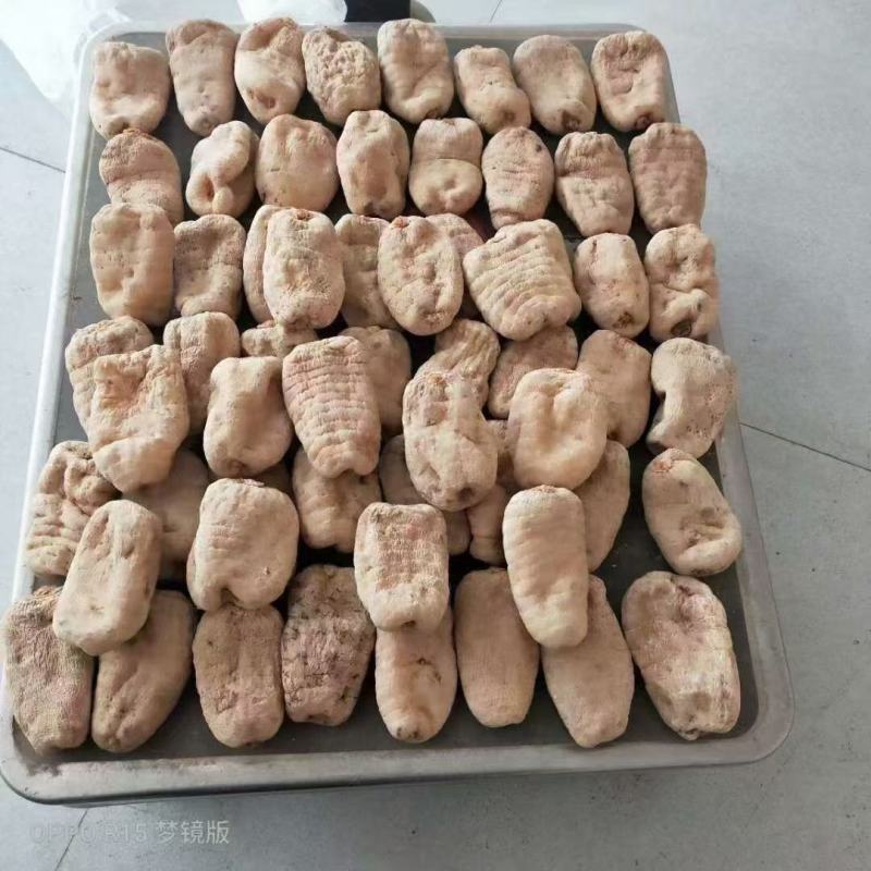 云南昭通小草坝天麻