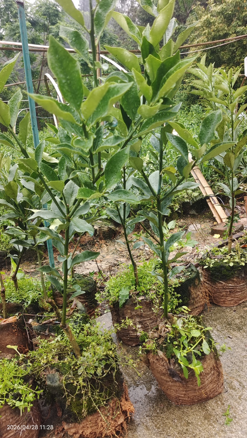 融安杯苗脆蜜金桔