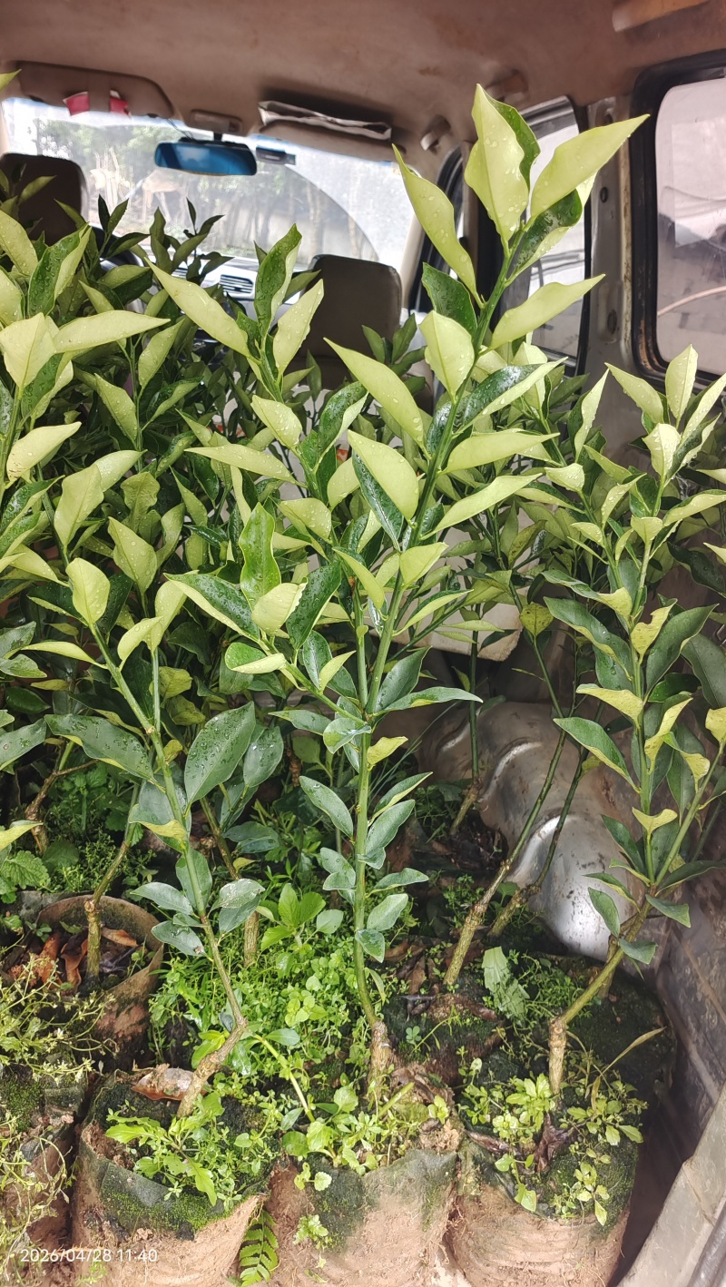 融安杯苗脆蜜金桔