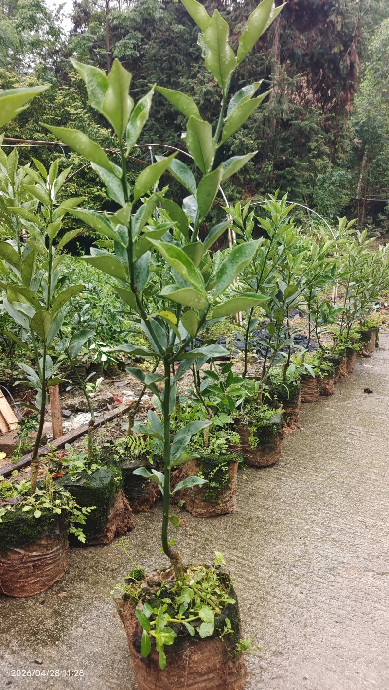 融安杯苗脆蜜金桔