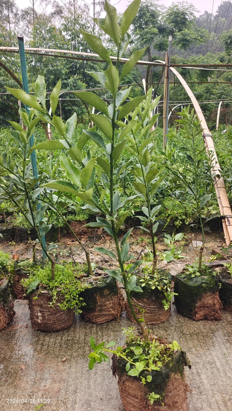 融安杯苗脆蜜金桔