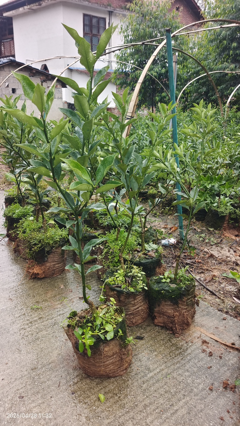 融安杯苗脆蜜金桔