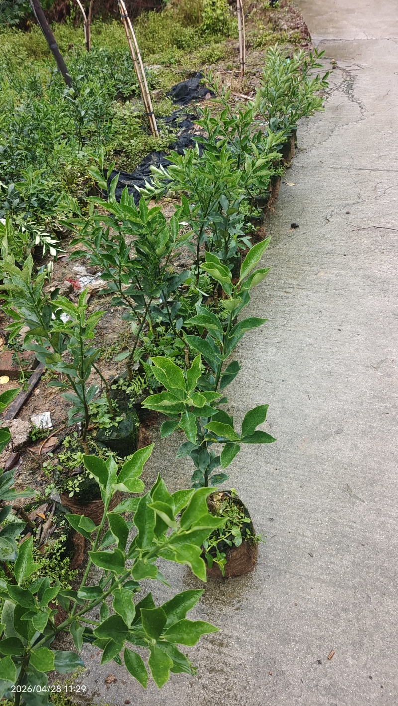 融安杯苗脆蜜金桔