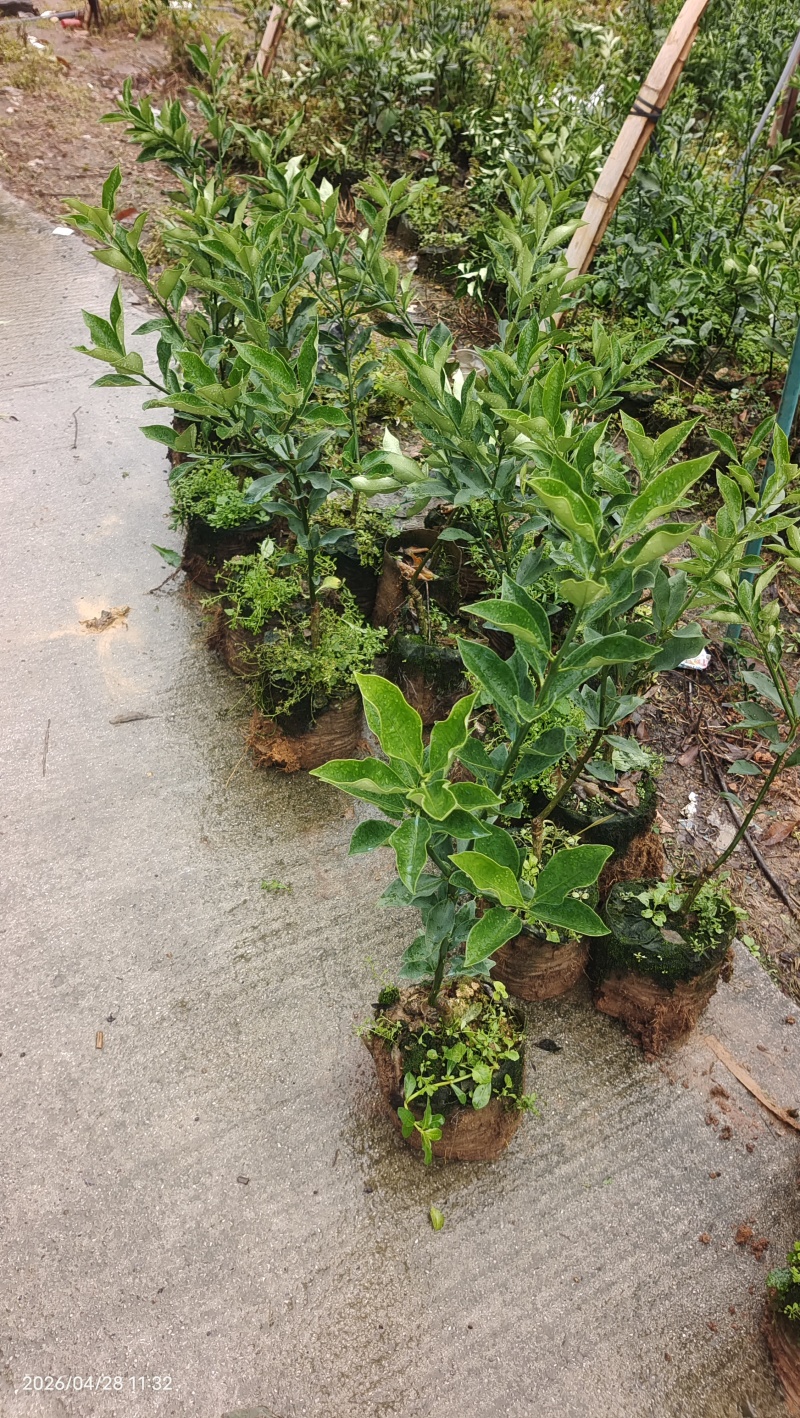 融安杯苗脆蜜金桔