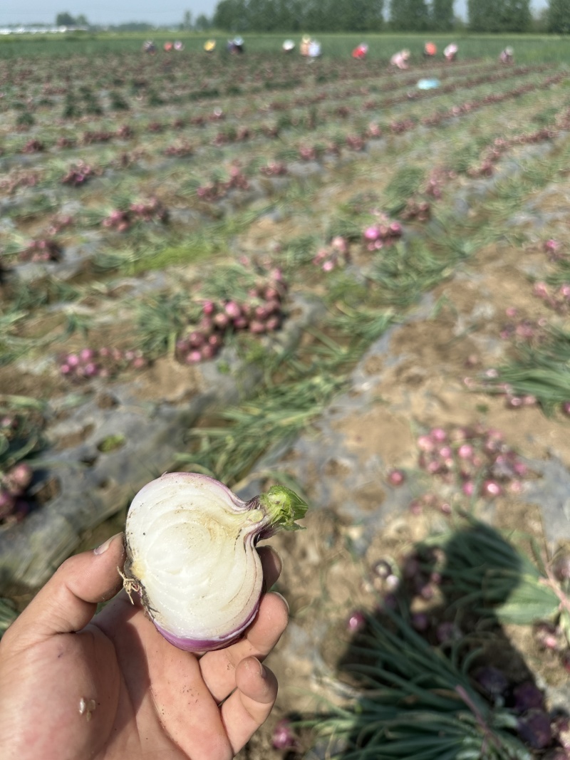 电商新鲜紫皮洋葱大量现货，产地一手货质量保障
