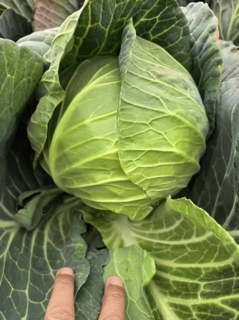 圆包菜，扁包菜，甘蓝都有货，个头颜色漂亮