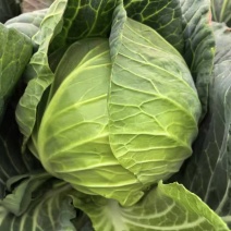 圆包菜，扁包菜，甘蓝都有货，个头颜色漂亮