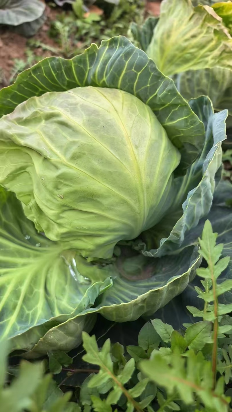 圆包菜，扁包菜，甘蓝都有货，个头颜色漂亮