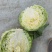 圆包菜，扁包菜，甘蓝都有货，个头颜色漂亮