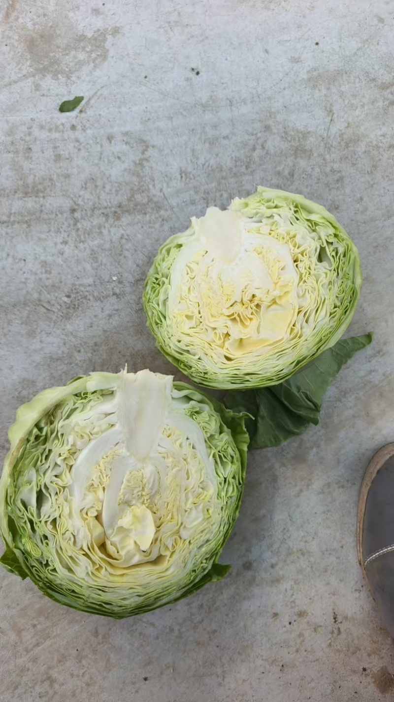 圆包菜，扁包菜，甘蓝都有货，个头颜色漂亮