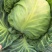 圆包菜，扁包菜，甘蓝都有货，个头颜色漂亮