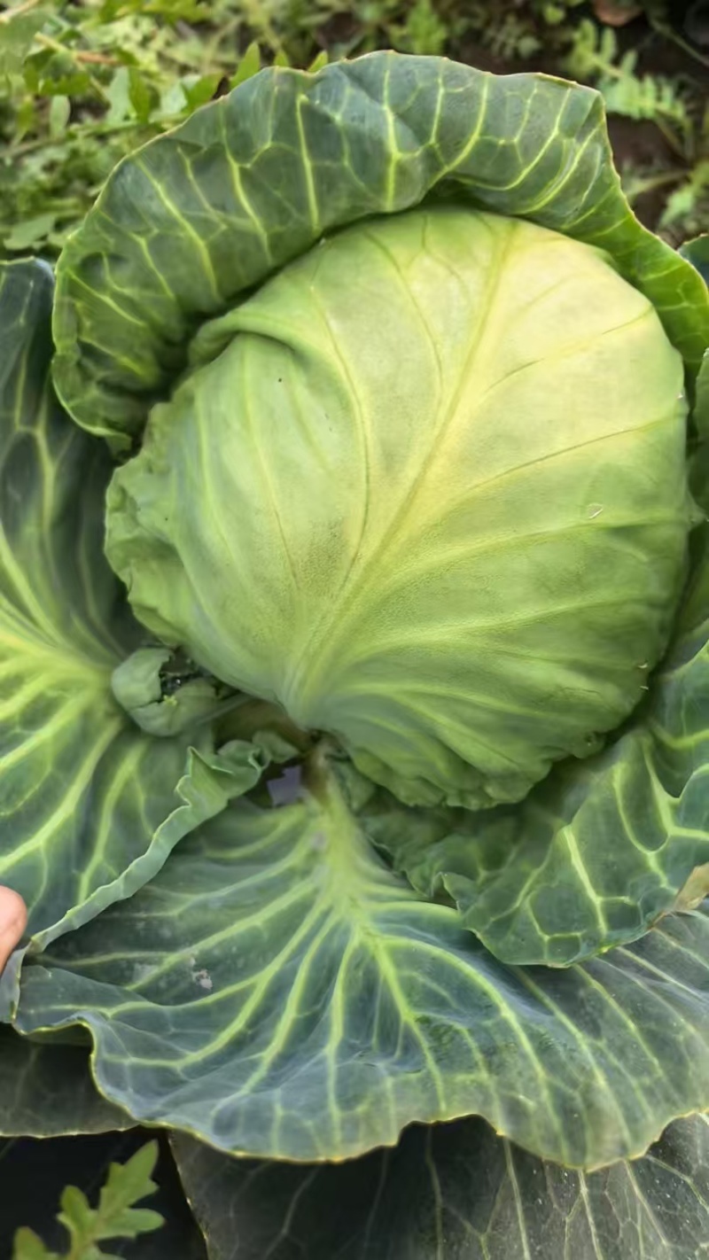 圆包菜，扁包菜，甘蓝都有货，个头颜色漂亮