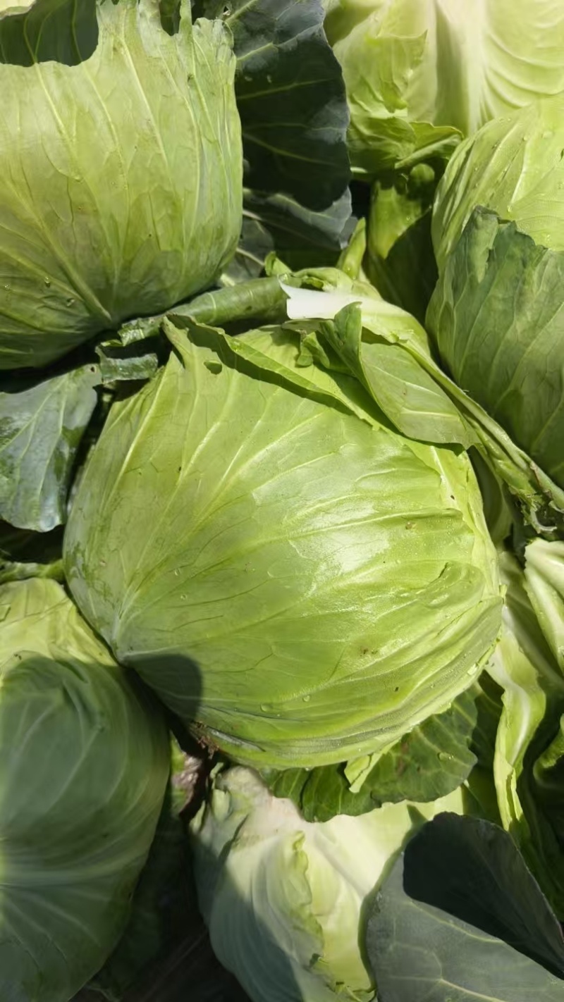 圆包菜，扁包菜，甘蓝都有货，个头颜色漂亮