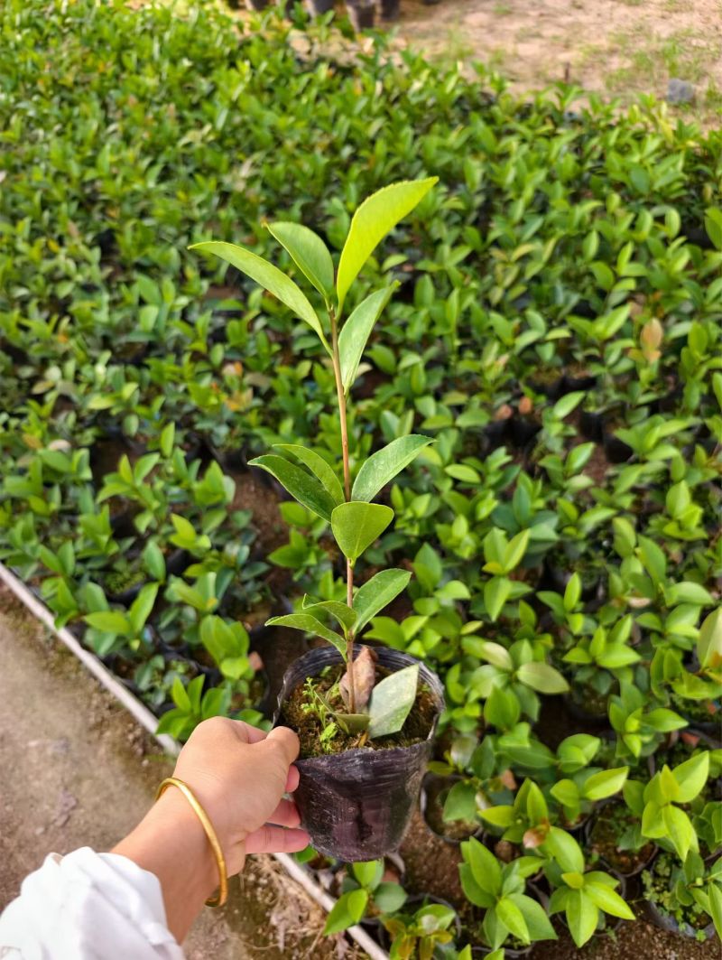 四季茶