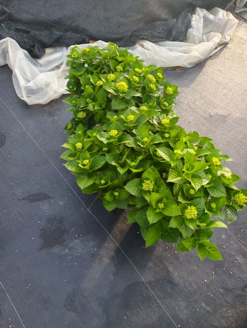 绣球