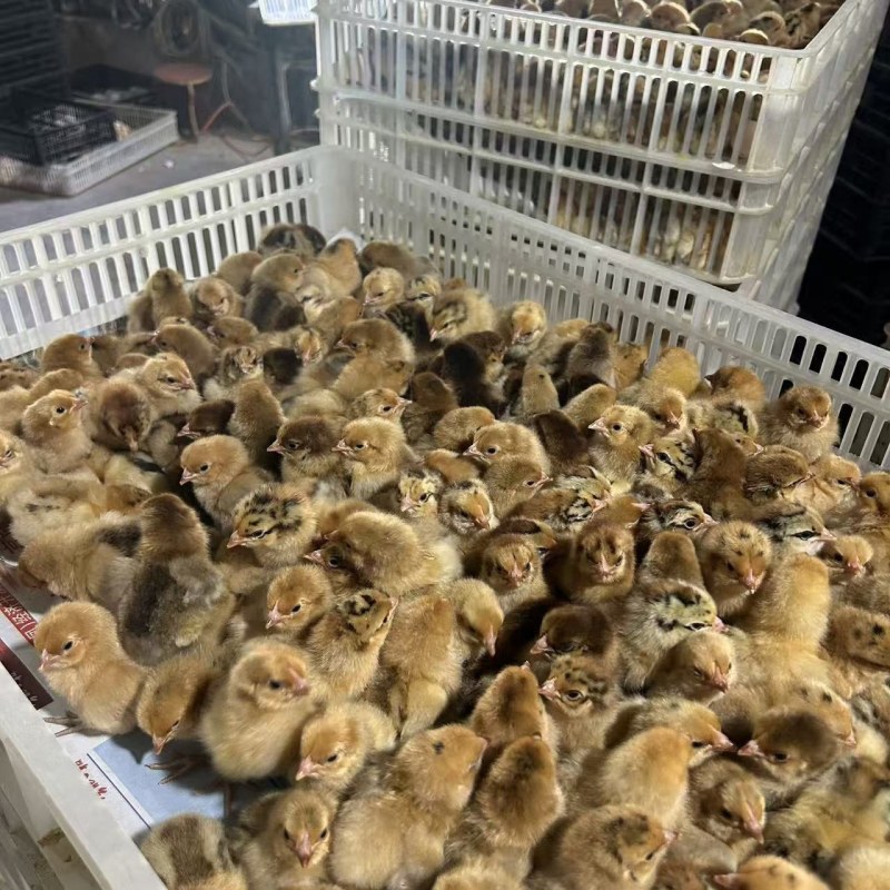 小鸡苗包疫防包运费包成活率
