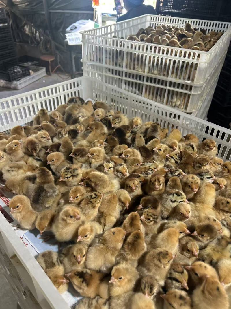 小鸡苗包疫防包运费包成活率