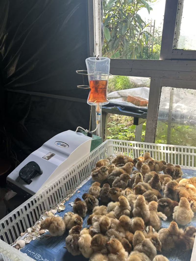 小鸡苗包疫防包运费包成活率