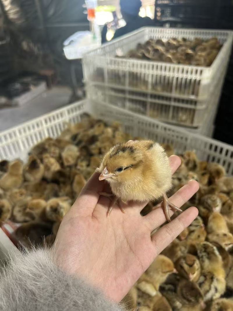 小鸡苗包疫防包运费包成活率