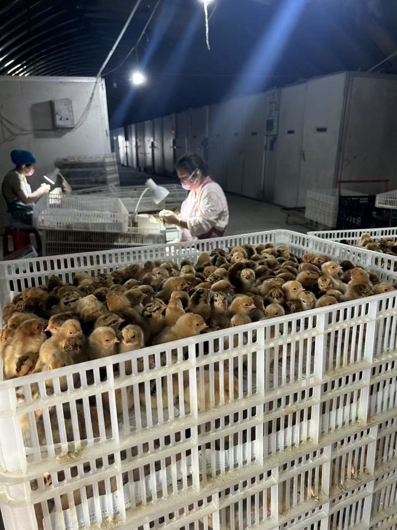 小鸡苗包疫防包运费包成活率