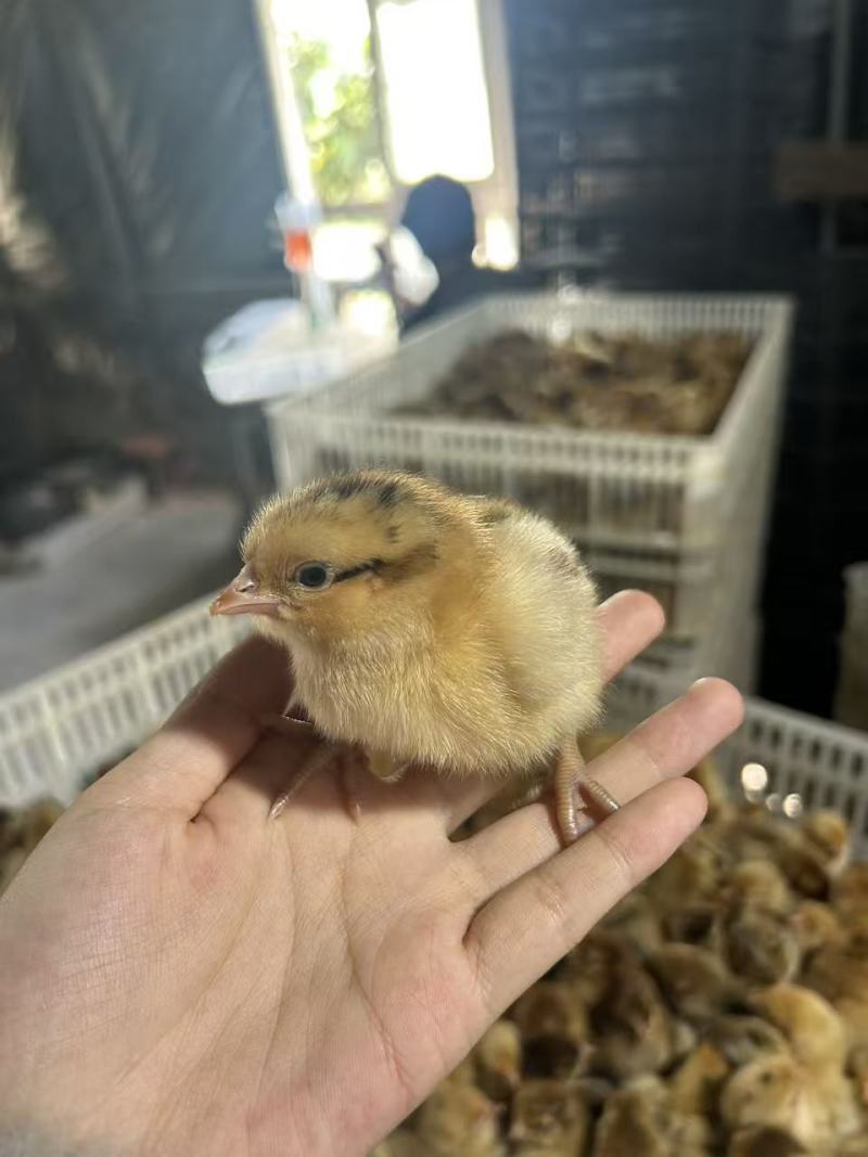 小鸡苗包疫防包运费包成活率
