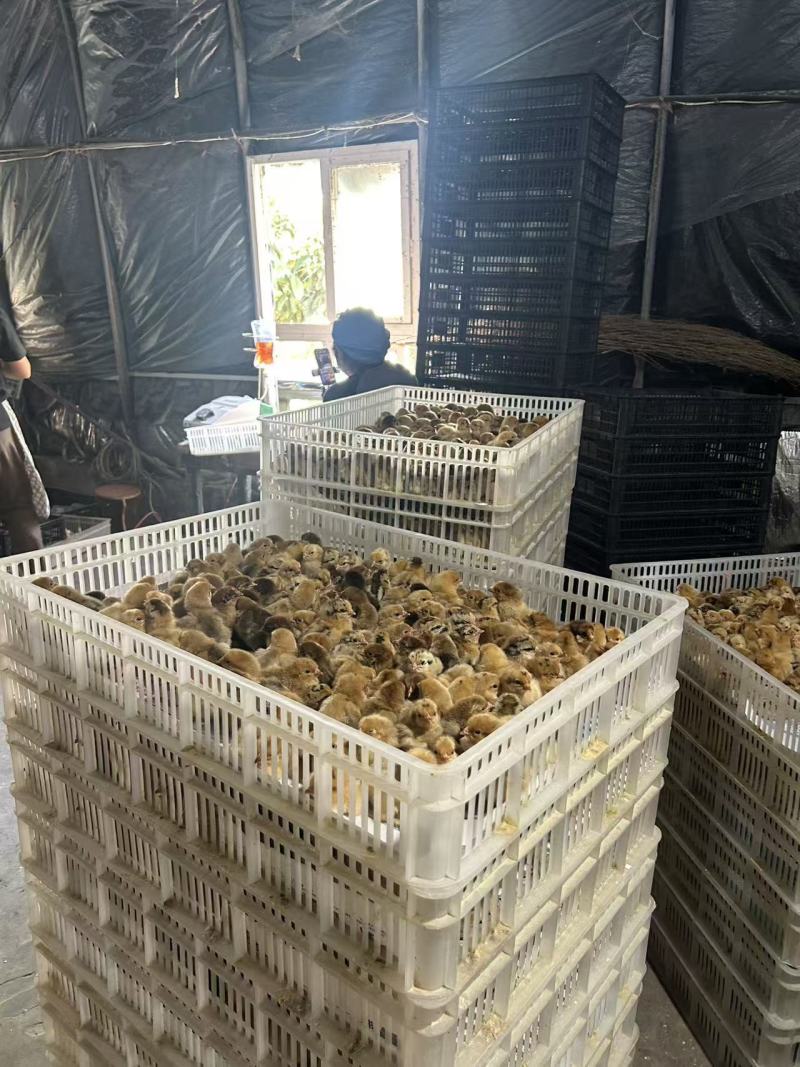 小鸡苗包疫防包运费包成活率