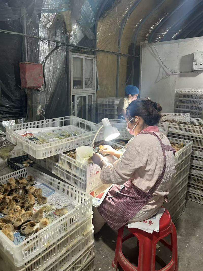 小鸡苗包疫防包运费包成活率