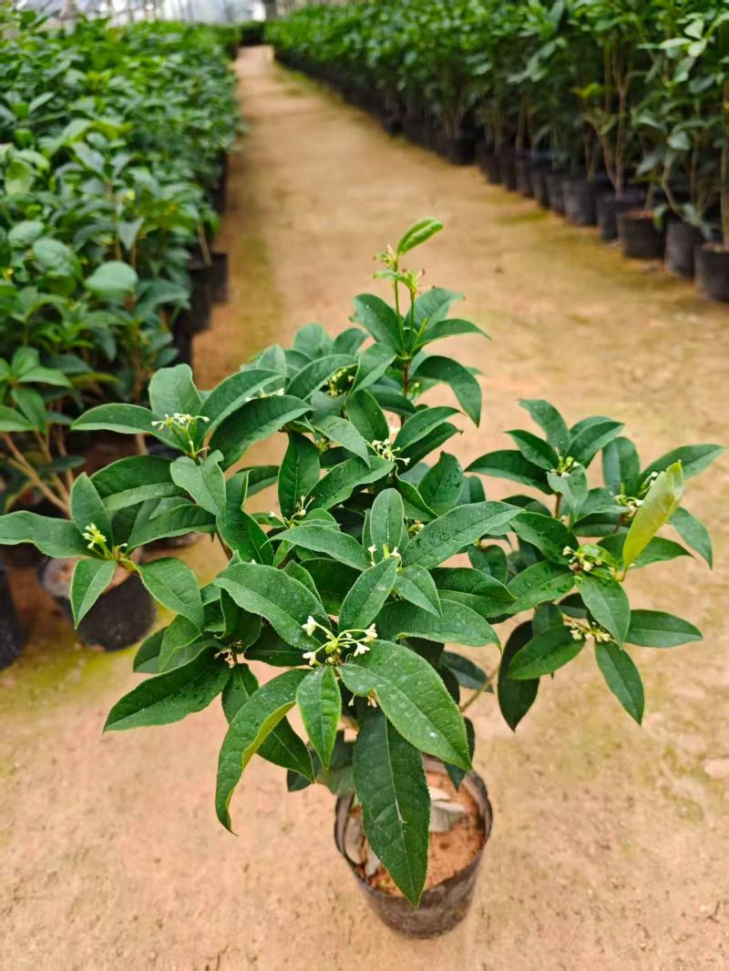 桂花