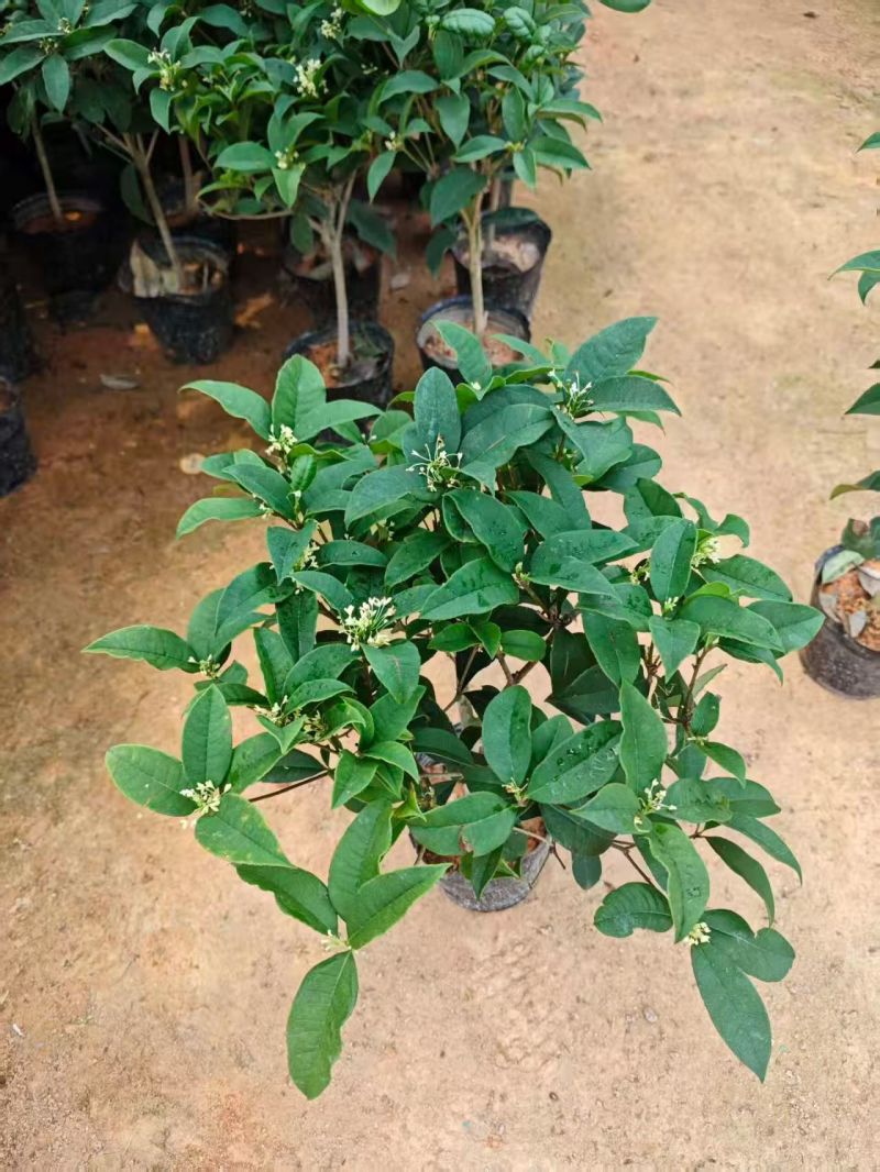 桂花