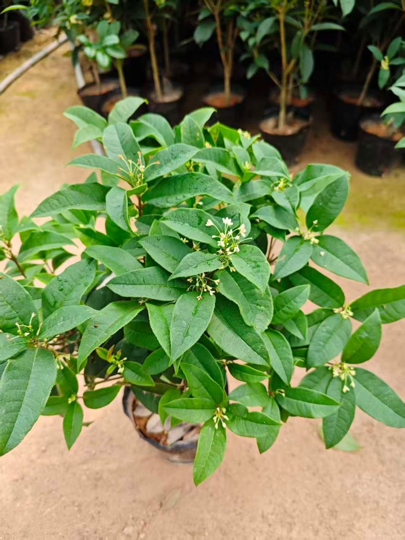 桂花