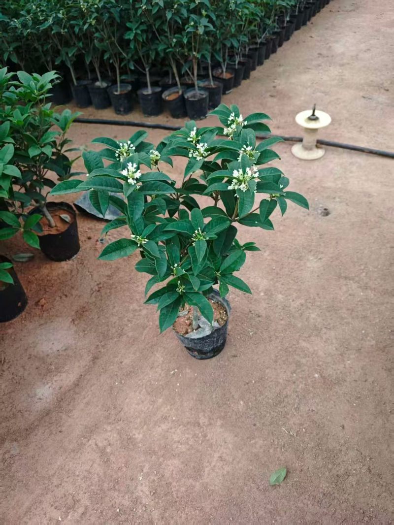 桂花