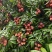 海南妃子笑荔枝妃子笑一件代发