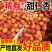 山西杏子成熟金太阳丰源红秦杏…
