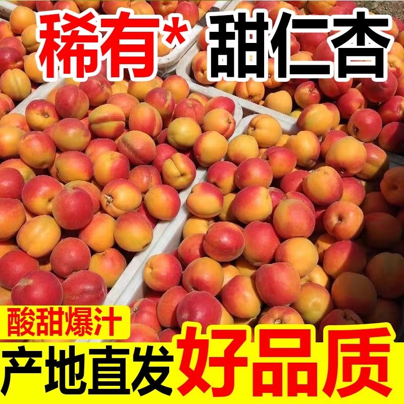 山西杏子成熟金太阳丰源红秦杏…