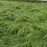 牛鞭草，马鞭草种节种植基地产地直发大量供应
