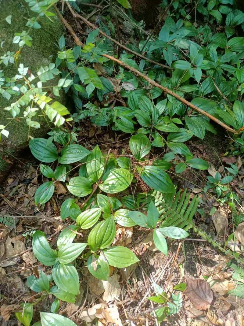 纯野生新鲜见血清批发广东四川贵州重庆云南中草药