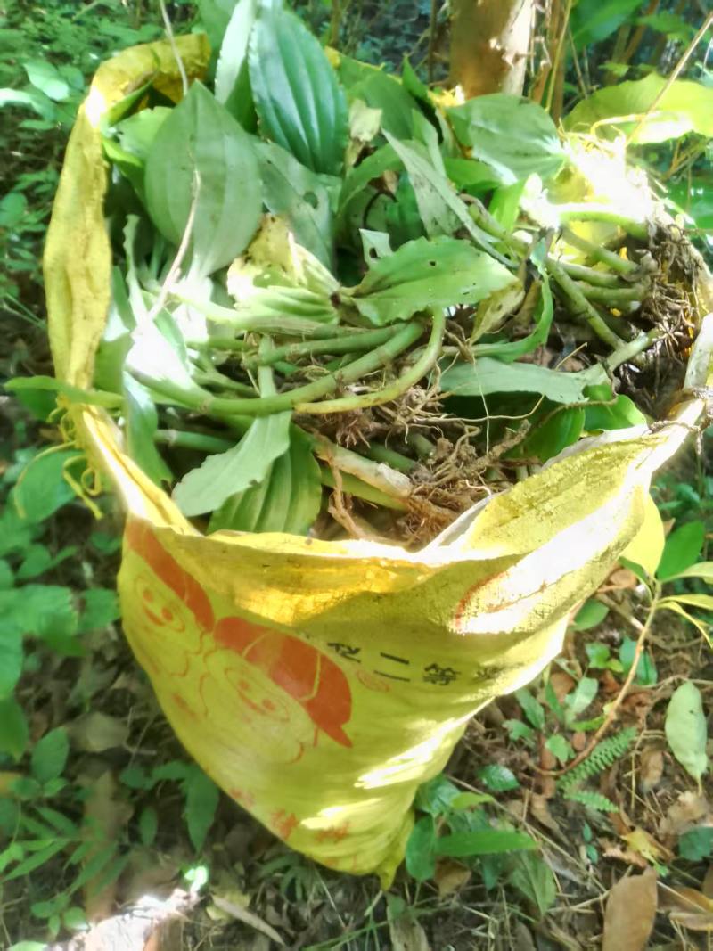 纯野生新鲜见血清批发广东四川贵州重庆云南中草药