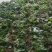 纯野生新鲜见血清批发广东四川贵州重庆云南中草药