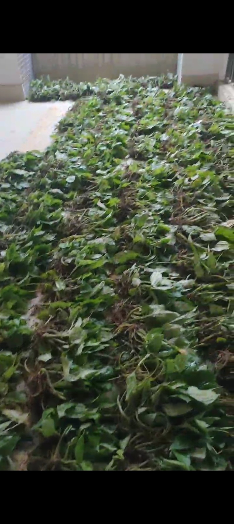 纯野生新鲜见血清批发广东四川贵州重庆云南中草药