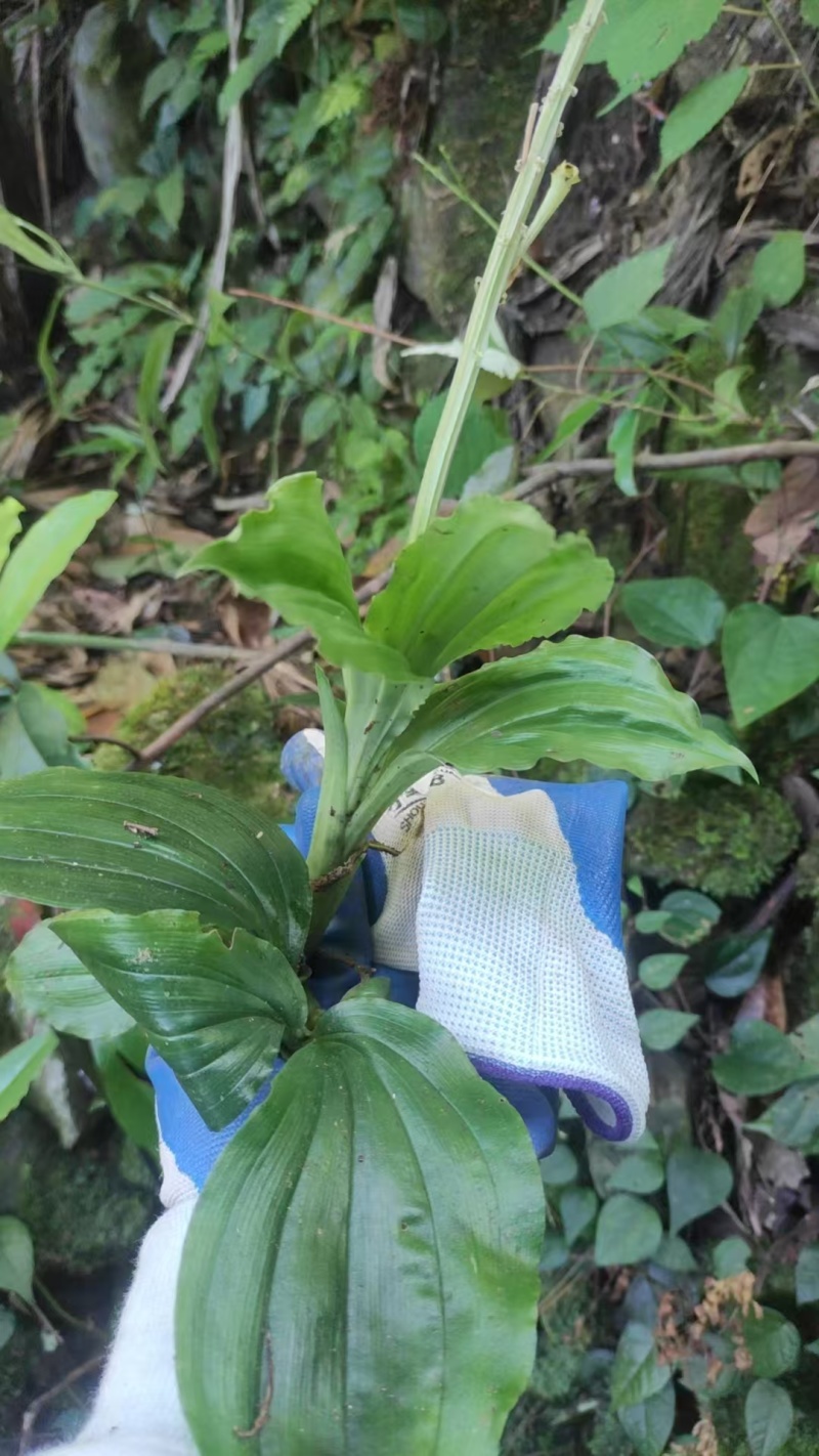 纯野生新鲜见血清批发广东四川贵州重庆云南中草药