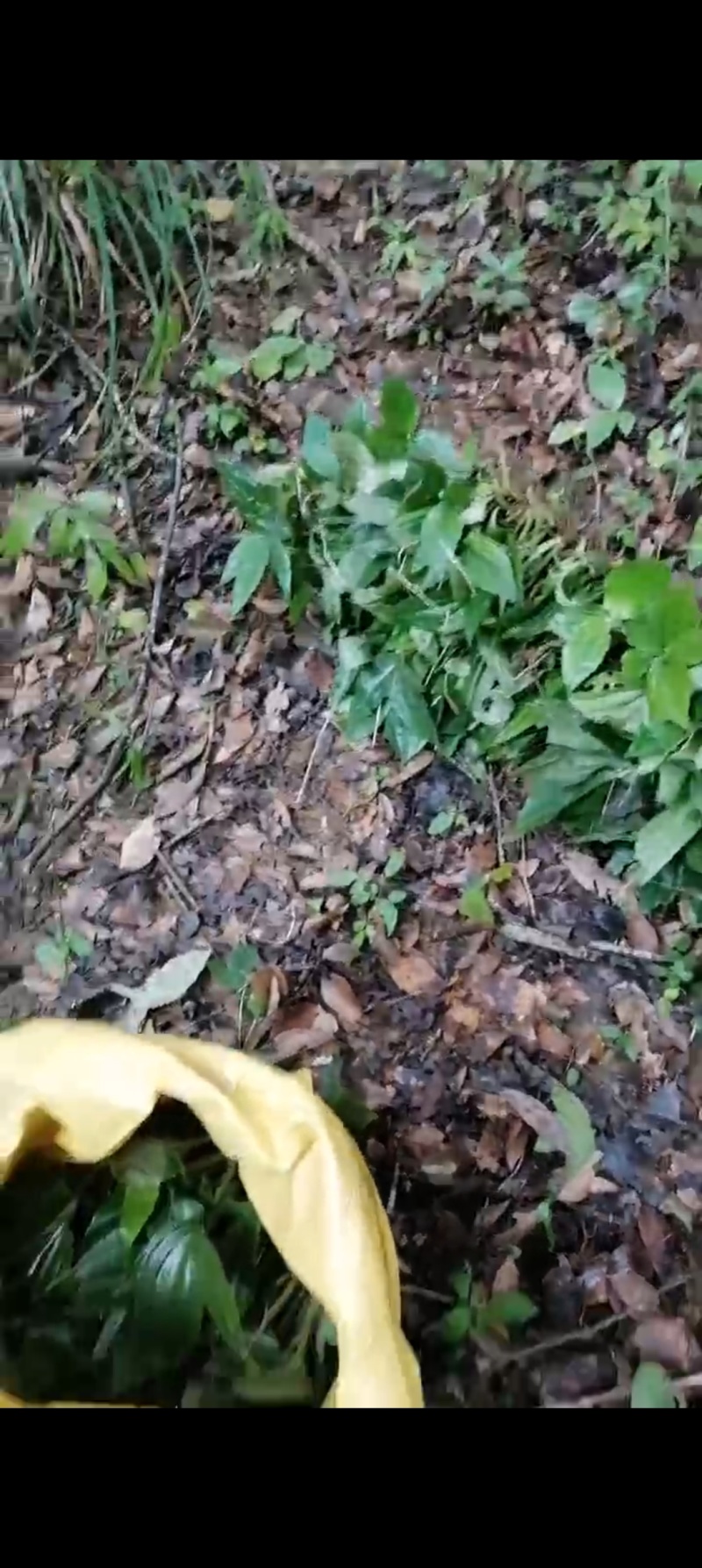 纯野生新鲜见血清批发广东四川贵州重庆云南中草药